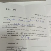 Ray-Ban Meta Wayfarer Shiny RW 4006