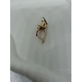 Cercel Din Aur Proba 585* 2.53 gr