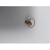 Inel Din Aur 585* 1.59 g